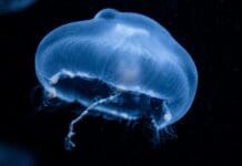 Smart, Stealthy, and Squishy: An Underwater Jellyfish Robot
