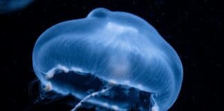 Smart, Stealthy, and Squishy: An Underwater Jellyfish Robot