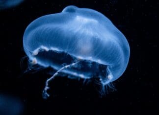 שקט מתחת למים: המדוזה הרובוטית שלא שומעים ולא רואים