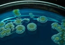 Bugs for Better Health: A Biological Route to Gout Prevention