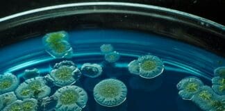 רפואה מיקרוביאלית: כיצד חיידקי המעי עשויים לעצור את הגאוט לפני הופעתה