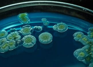 Bugs for Better Health: A Biological Route to Gout Prevention