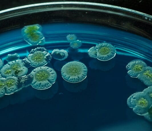 Bugs for Better Health: A Biological Route to Gout Prevention