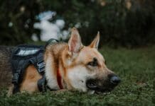 Pawsitive Technology: Artificial Intelligence Redefining the World of Working Dogs