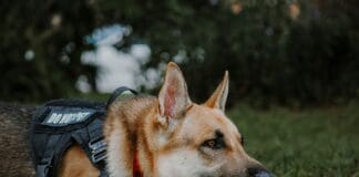 Pawsitive Technology: Artificial Intelligence Redefining the World of Working Dogs