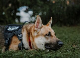 Pawsitive Technology: Artificial Intelligence Redefining the World of Working Dogs