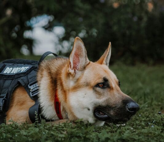 פאוזיטיב: בינה מלאכותית שמגדירה מחדש את עולם הכלבים העובדים