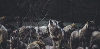 AI-Driven “Wolf Robots” Enhance Frontline Operational Capabilities