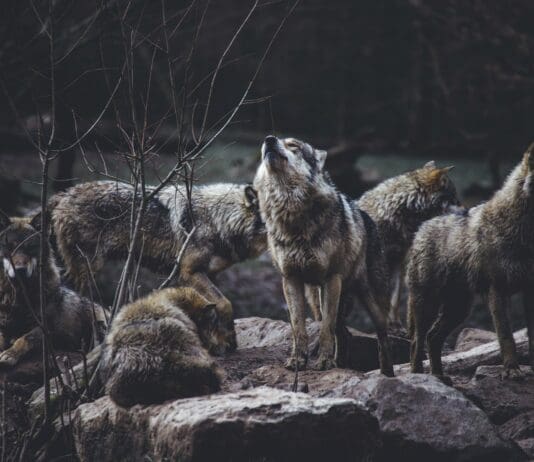 "רובוטי זאב" מונחי בינה מלאכותית משדרגים את יכולות החזית