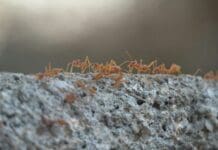 FireAnt Swarms Take a Bite Out of Heavy Armor