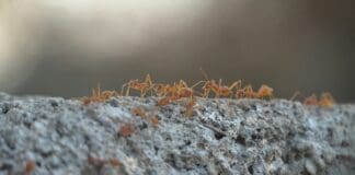 רובוטים בקו הראשון: שילוב אוטונומיה ומודולריות לחיזוק התקפה