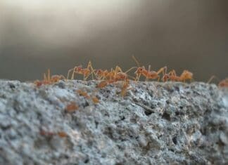 רובוטים בקו הראשון: שילוב אוטונומיה ומודולריות לחיזוק התקפה