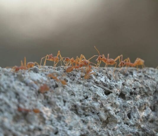 FireAnt Swarms Take a Bite Out of Heavy Armor