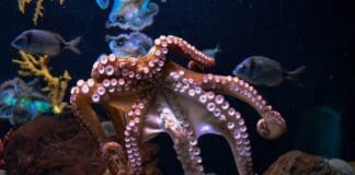 תמנון רובוטי: המערכת הרכה שמסוגלת להסוות, לנוע ולאחוז חפצים