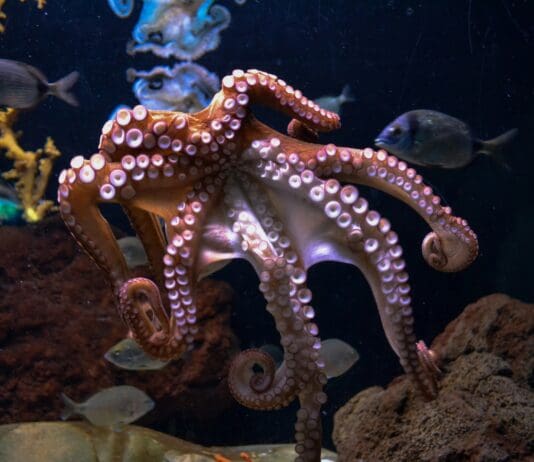 תמנון רובוטי: המערכת הרכה שמסוגלת להסוות, לנוע ולאחוז חפצים