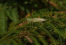 How Grasshopper Wings Might Shape the Next Generation of Silent Drones