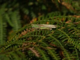 How Grasshopper Wings Might Shape the Next Generation of Silent Drones