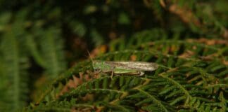 כיצד מבנה כנפי חגבים עשוי לשפר רחפנים קטנים