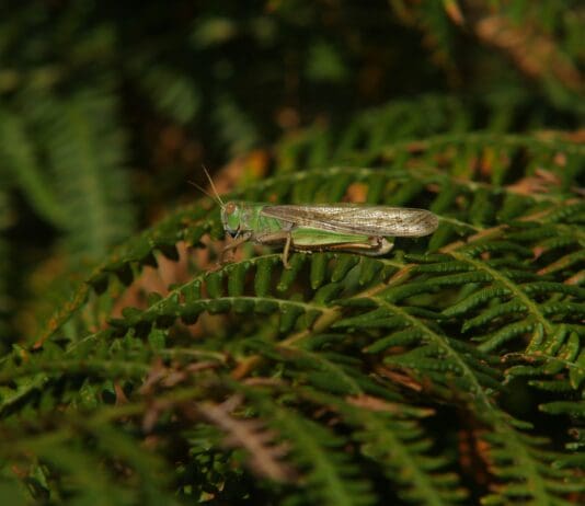 How Grasshopper Wings Might Shape the Next Generation of Silent Drones