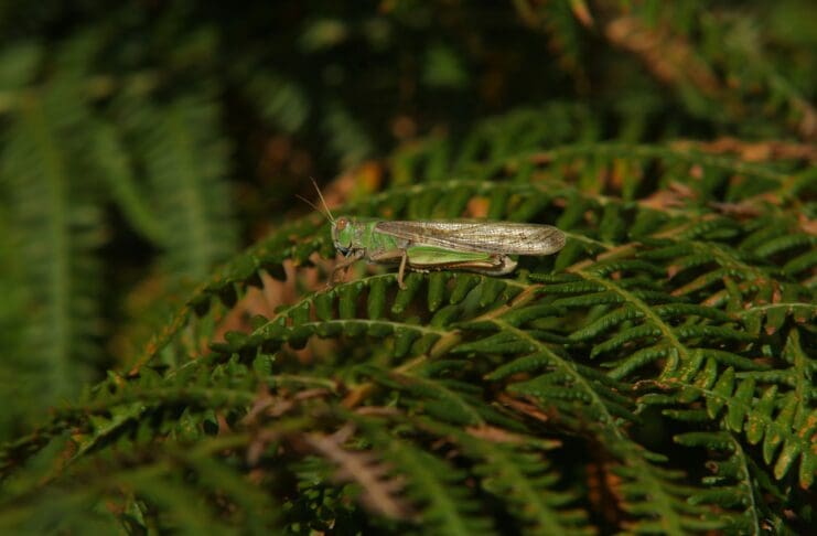 כיצד מבנה כנפי חגבים עשוי לשפר רחפנים קטנים