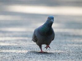 Could Cyborg Pigeons Be the Next Surveillance Tool?