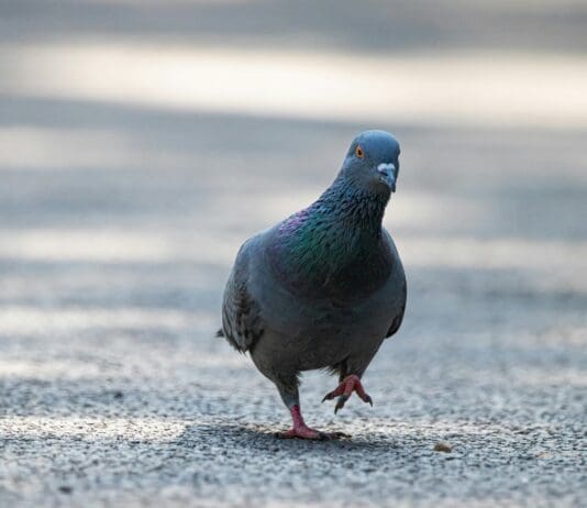 Could Cyborg Pigeons Be the Next Surveillance Tool?