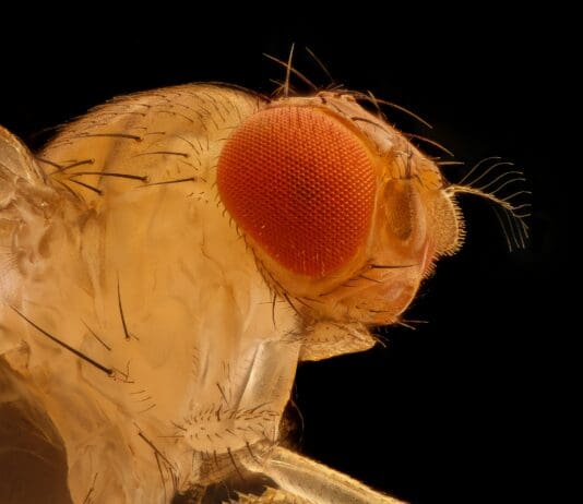 Inspired by Flies, This Robot Eye Sees 180 Degrees