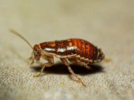 Cyborg Cockroaches? The Military’s New Recon Tool Is Very Real