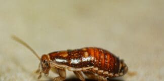 Cyborg Cockroaches? The Military’s New Recon Tool Is Very Real