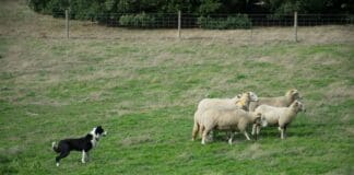 From Herding Sheep to Guiding Swarms: A New Playbook for Robotics