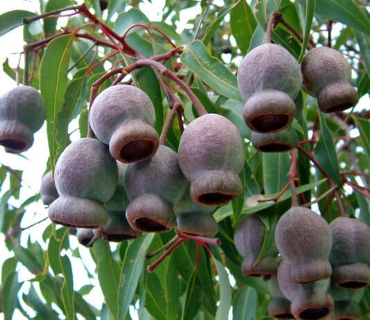 הסוד מהטבע למיגון חזק ובטוח יותר Image by Wikimedia (Creative Commons)