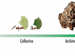 Tiny Robots, Big Coordination: Learning From Ants Image from Harvard John A. Paulson School of Engineering and Applied Sciences on YouTube