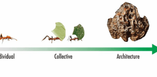 Tiny Robots, Big Coordination: Learning From Ants Image from Harvard John A. Paulson School of Engineering and Applied Sciences on YouTube