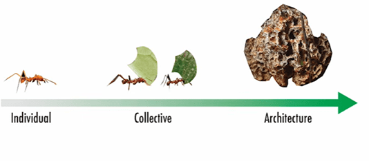 Tiny Robots, Big Coordination: Learning From Ants Image from Harvard John A. Paulson School of Engineering and Applied Sciences on YouTube