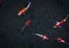 From Fish to Fleet: A New Approach to Underwater Robotics