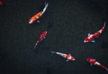 From Fish to Fleet: A New Approach to Underwater Robotics