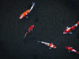 From Fish to Fleet: A New Approach to Underwater Robotics