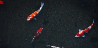 From Fish to Fleet: A New Approach to Underwater Robotics