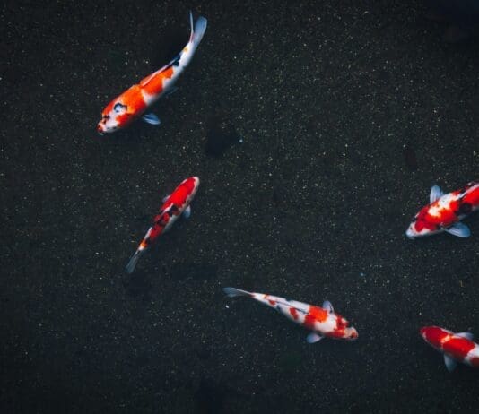 From Fish to Fleet: A New Approach to Underwater Robotics