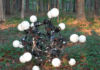 This Robot Has No Front, No Back — and That’s the Point Image from General Robotics Lab on YouTube
