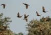 Scientists May Have Found the Secret to Stable Flapping Drones