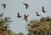 Scientists May Have Found the Secret to Stable Flapping Drones