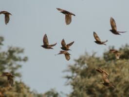 Scientists May Have Found the Secret to Stable Flapping Drones