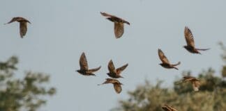 Scientists May Have Found the Secret to Stable Flapping Drones