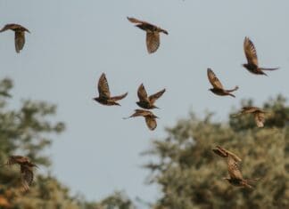 Scientists May Have Found the Secret to Stable Flapping Drones
