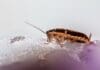 These Cyborg Cockroaches Are Controlled by AI — But Not in the Usual Way