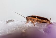 These Cyborg Cockroaches Are Controlled by AI — But Not in the Usual Way