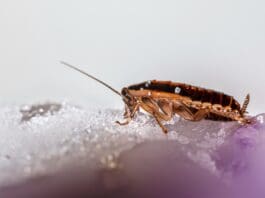 These Cyborg Cockroaches Are Controlled by AI — But Not in the Usual Way