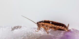 These Cyborg Cockroaches Are Controlled by AI — But Not in the Usual Way
