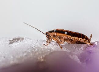 These Cyborg Cockroaches Are Controlled by AI — But Not in the Usual Way